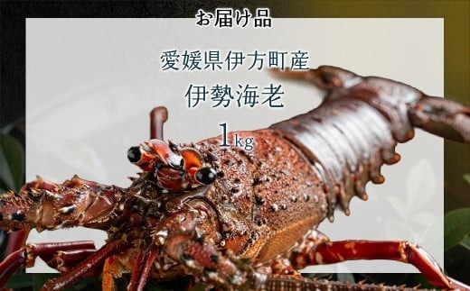 【家庭用】伊勢海老（2～5尾・総量1kg） ※離島への配送不可（2025年9月より順次発送） IKTB028 