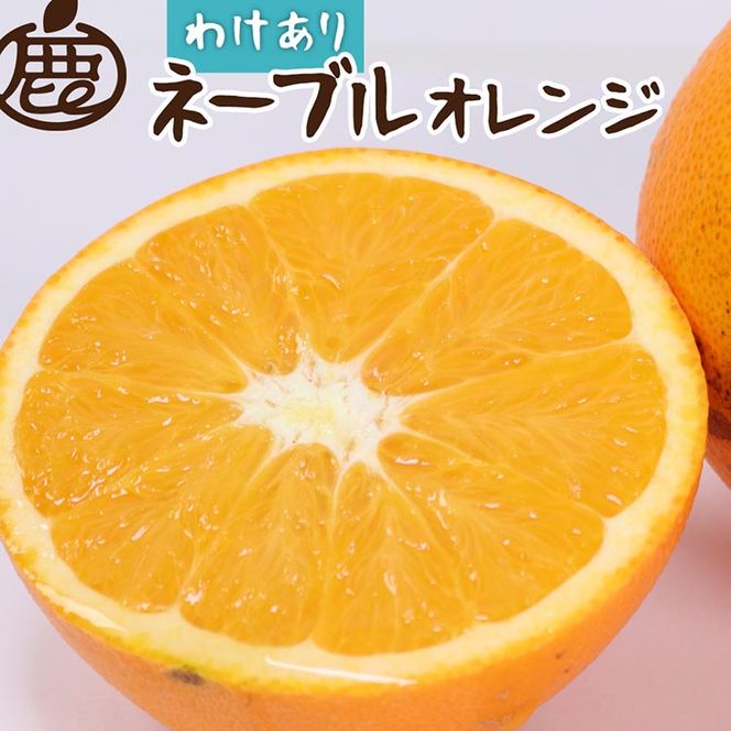 ＜2月より発送＞家庭用 ネーブルオレンジ2.5kg+250g（傷み補償分）｜訳あり・わけあり【光センサー選別】