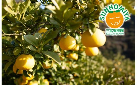 三宮果樹園の土佐文旦 ご家庭用Lサイズ 10kg ぶんたん ブンタン 10キロ フルーツ 柑橘 みかん 果物 くだもの 柑橘類 デザート ご自宅用 ご家庭用 自分用 お取り寄せ おいしい 国産