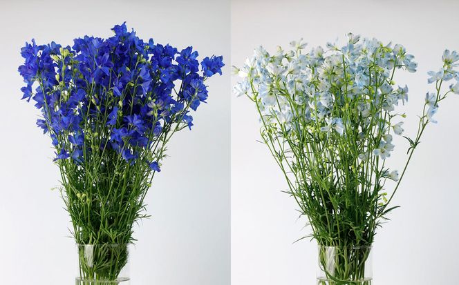 ＜ 2026年6月より発送 ＞  生花 みついし花だより デルフィニウム 青 水色 計 20本 (各10本) スプレータイプ  ＜ 予約受付 ＞