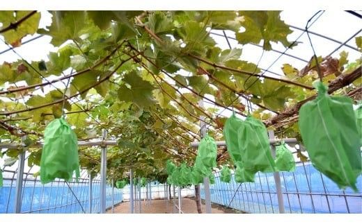 ハウス栽培 の シャインマスカット 2房 ( 約1kg～1.2kg ) 令和8年産 先行予約 ぶどう ブドウ 葡萄 フルーツ [EK002ci]