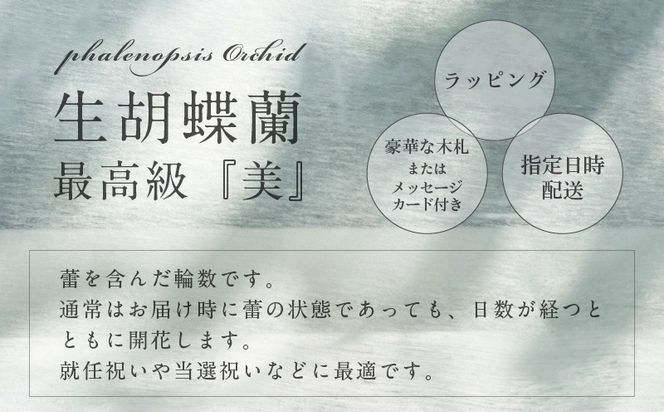 099H384 5本立て 胡蝶蘭 40輪～50輪 白色【木製大型木札 または メッセージカード 付き ラッピング お祝い ギフト 贈答 贈り物 プレゼント 生花 花 農福連携】