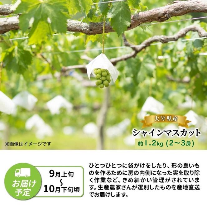 【先行予約】【令和8年発送】おおいたの豊潤シャインマスカット約1.2㎏_2609Ｒ