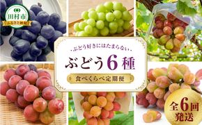 【先行予約 2025年発送】＼ぶどう６種食べくらべ定期便／ 6回発送 冷蔵 高級 種無し 種なし シャインマスカット ブドウ ぶどう 品種 果物 フルーツ 巨峰 美味しい 希少 人気 福島県 田村市 鈴木農園 N000-006