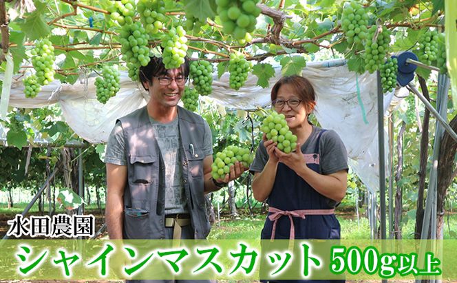[先行受付] 北海道 仁木町産 シャインマスカット 500g以上 ブドウ 果実 果物類 ぶどう ブドウ 果物 くだもの フルーツ[水田農園]