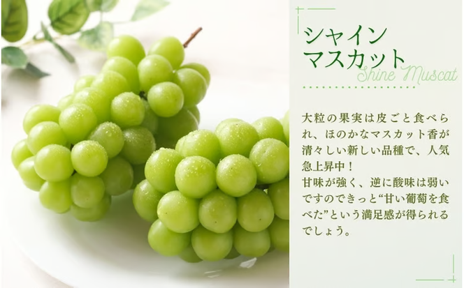 【2026年先行予約】特選 大粒！ ぶどう２種セット（シャインマスカット入り）岡山 NISSHOKU FARM / ぶどう 詰め合わせ ブドウ 葡萄 シャインマスカット ピオーネ クイーンニーナ 先行予約 フルーツ 果物 特選 大粒サイズ 真庭市 【nisfarm012-02】