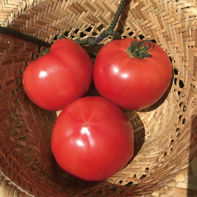 【10ヶ月定期便】★毎月上旬発送★身体が喜ぶ季節の野菜 10～12品目｜野菜 やさい 野菜セット セット 詰め合わせ おまかせ 定期便 野菜定期便 茨城県 行方市(BI-110)