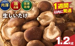 【一週間以内に発送】生しいたけ　肉厚シイタケ　無農薬　菌床栽培　1.2kg【ハタモト農産】_HA1003