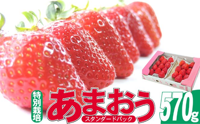 いちご 2027年2月下旬より発送 うるう農園のあまおう スタンダード2パック 約570g※配送不可：離島 果物 フルーツ デザート 食後 特別栽培 福岡県産 国産 日本産 
