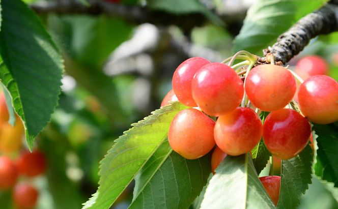 先行受付 北海道 仁木町産 さくらんぼ 1kg （500g×2） 佐藤錦または紅秀峰 果樹 サクランボ チェリー フルーツ 果物 果物類 ギフト 仁木町 仁木 [くくり農園]