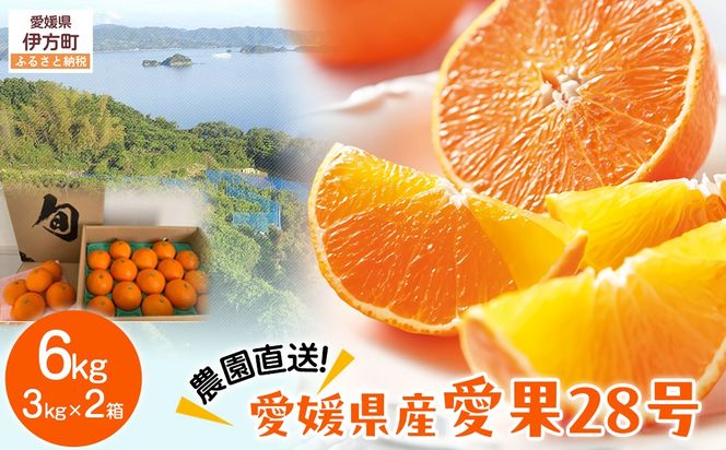 【先行予約】【数量限定】＼農園直送／愛媛県産 愛果28号 3kg×2箱（2025年12月中旬より順次発送） IKTV006