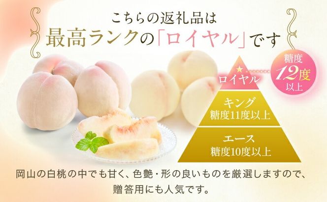桃 2026年 先行予約 岡山 白桃 ロイヤル 4～6玉 約1kg JAおかやまのもも（早生種・中生種） もも モモ 岡山白桃 ロイヤル 岡山県産 晴れの国 国産 フルーツ 果物 ギフト 旬 期間限定