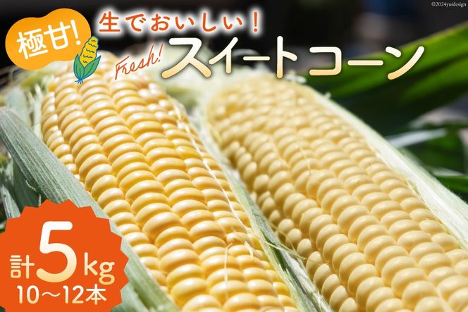 AI207 とうもろこし スイートコーン イエロー 5kg 10〜12本 [ トウモロコシ コーン ゴールドラッシュ 野菜 5キロ さかいさんち SAKAI FARM 長崎県 島原市 ]