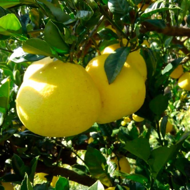 ＜2026年1月下旬より順次発送＞嬉龍の土佐文旦　贈答用　2～3Ｌサイズ　約5kg　減農薬