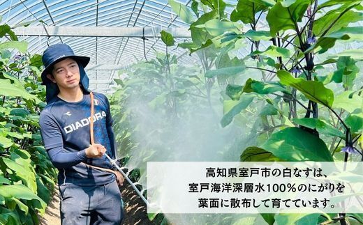 【訳あり】農家直送 白茄子 土佐の美味茄子の新鮮ナス 8本 2kg 野菜 なす ナス 常温 小袋 国産 夏野菜 茄子 小分け 旬 高知