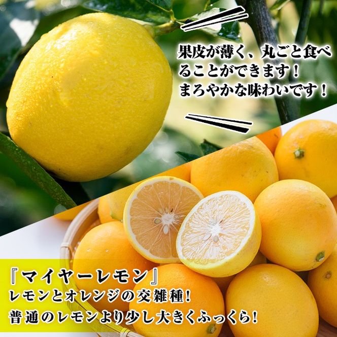 ＜先行予約受付中！2026年1月中旬以降順次発送予定＞数量限定！加工用・露地マイヤーイエローレモン(2kg) 国産 果実 果物 レモン イエローレモン フルーツ 檸檬 柑橘 デザート 期間限定【桐野柑橘株式会社】akn070-02