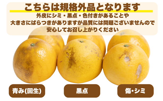 【 先行予約 】 訳あり 減農薬 愛南ゴールド 河内晩柑 10kg サイズ ミックス 家庭用 産直 農家直送 和製 グレープフルーツ 家庭用 甘い 爽やか 瑞々しい ジューシー 濃厚 旨味 酸味 旬 初夏 柑橘 みかん 蜜柑 不揃い サイズ混合 ジュース ゼリー ジャム マーマレード デザート 焼酎割り サワー 先行予約 予約受付 期間限定 数量限定 愛媛県 愛南町 愛南フルーツ