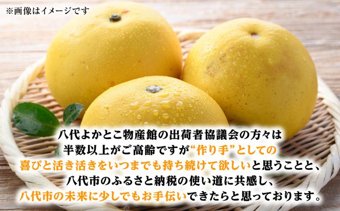 【先行予約】ファーストクイーン 2玉 サラダ感覚 熊本県 八代市産 みかん チャンドラポメロ ザボン 早生文旦 わせぶんたん ボンタン 【2026年10月下旬より順次発送】