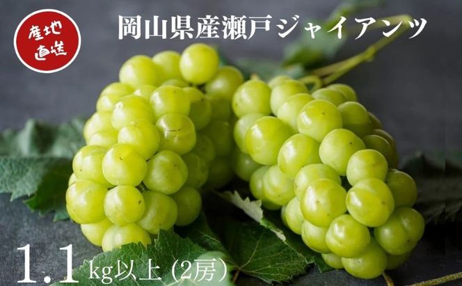 厳選 瀬戸ジャイアンツ 2房 合計1.1kg以上 産地直送 朝採れ ぶどう 葡萄 Kawahara Green Farm 岡山県産 2026年 果物 フルーツ 岡山のブドウ デザート 食べ物 国産 日本産 