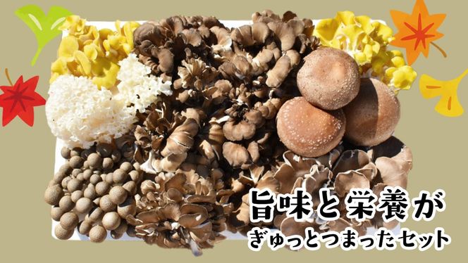 【 3ヶ月連続定期便 】きのこ の詰め合わせ Mサイズ ( 約1.5kg ) （茨城県共通返礼品：城里町） キノコ セット 野菜 低カロリー ダイエット デトックス バラエティ セット 新鮮 [DY006us]