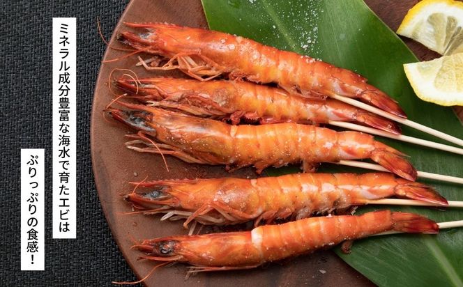 活〆還元車えび（急速冷凍・1Kg）【エナジック車海老養殖場】