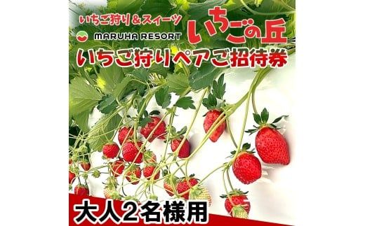 まるは食堂 マルハリゾート いちごの丘『いちご狩り』ペアご招待券　※大人(中学生以上)2名様用 いちご いちご狩り 章姫 かおり野 甘い 完熟 新鮮 穫れたて 香り豊か 自然