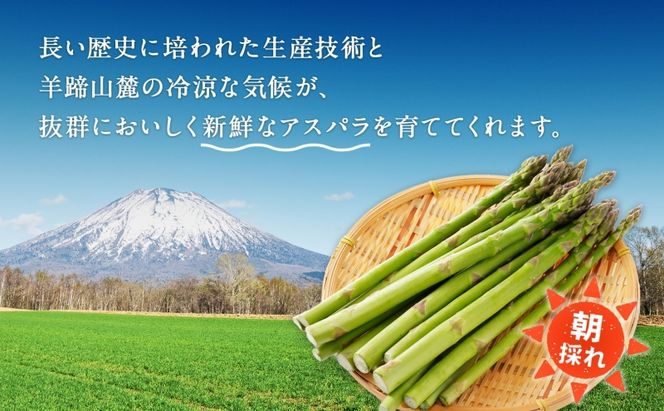 北海道 グリーンアスパラガス 約800g M-L サイズ混合 アスパラガス アスパラ 朝採れ 採れたて 新鮮 野菜 農作物 産直 国産 羊蹄山麓産 JAようてい