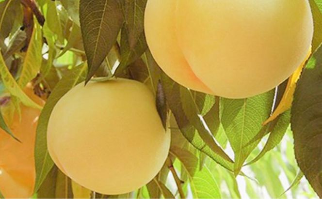 桃 2026年 先行予約 岡山特産 清水白桃 約2.0kg 7～8玉 桐箱入りもも モモ 岡山 国産 フルーツ 果物 ギフト 桃茂実苑  約2kg