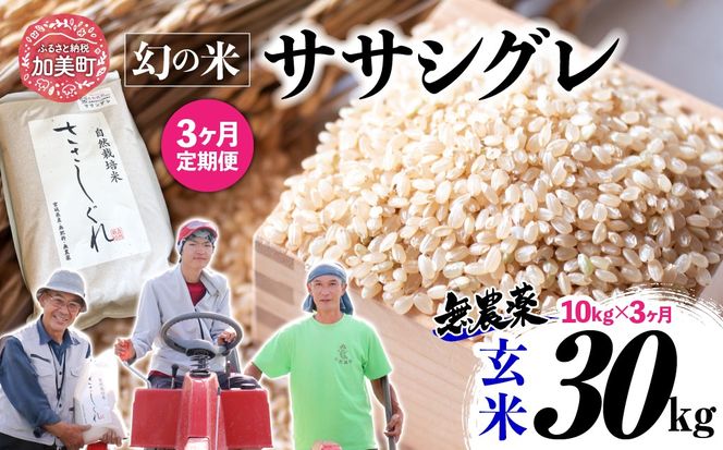【新米予約】《 希少品種米 》 米 令和8年 宮城県産 ササシグレ ( 栽培期間中農薬・肥料不使用 ) 【 3回 定期便 】 玄米 10kg × 3ヶ月 （ 合計 30kg ）｜ 宮城県 加美町 お米 無農薬 こめ コメ ささしぐれ ササニシキ の 父 ｜ nt-ss10-gn-t3-r8 | nt-ss10-gn-t3-r8