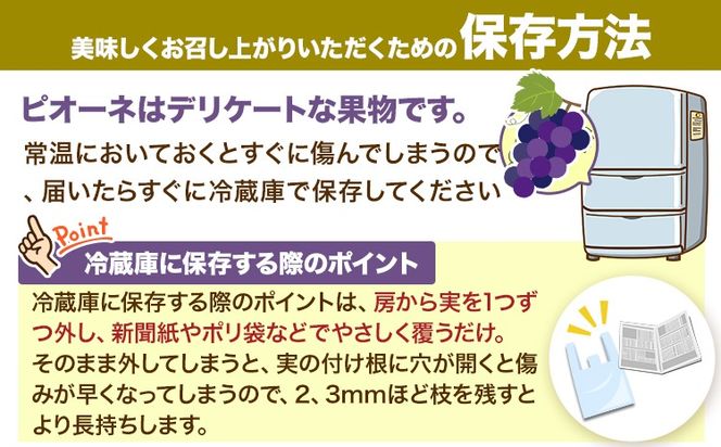 紀州和歌山産 ピオーネ 約2kg 3房-5房 魚鶴商店 《8月下旬-9月上旬頃出荷》 和歌山県 日高川町 フルーツ ぶどう 巨峰 2kg 和歌山県産 送料無料---wshg_cuot68_8g9j_24_18000_2kg---