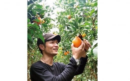 【先行予約】石本果樹園の美味しい セミノール 約4kg 約30～35玉前後【2027年4月中旬から5月中旬に順次発送予定】 / みかん フルーツ くだもの 果物 セミノール【min008B】
