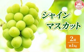【2026年9月～発送】シャインマスカット 約1kg 2房 ぶどう フルーツ 果物 デザート 長野県 山ノ内町