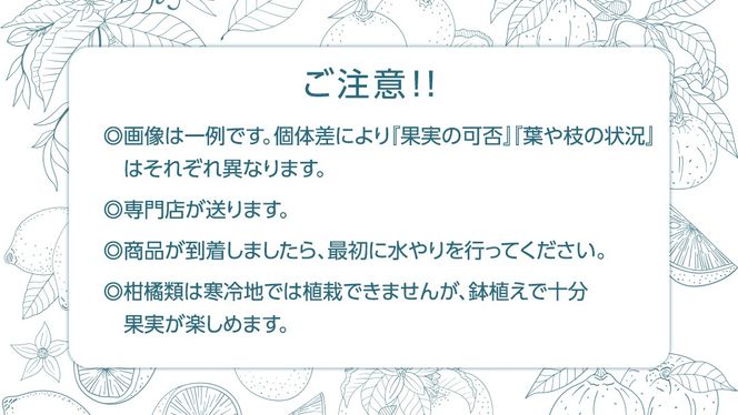 温州みかんの苗  8号ポット 1点 家庭 で 園芸 鉢植え 苗 庭木 果樹 ガーデニング 植物 確実園 [BG022us]