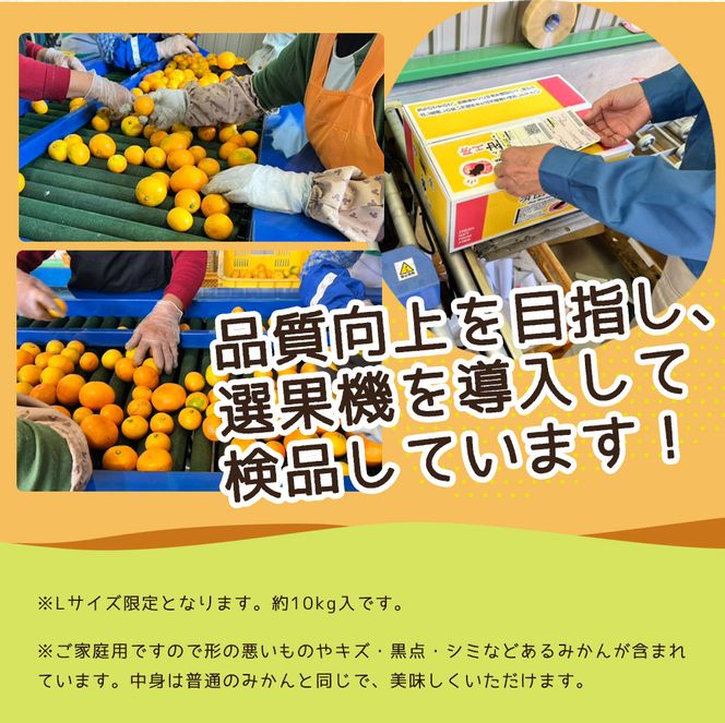 【ご家庭用】和歌山 有田みかん 約10kg Lサイズ【湯浅町】_ZJ6091