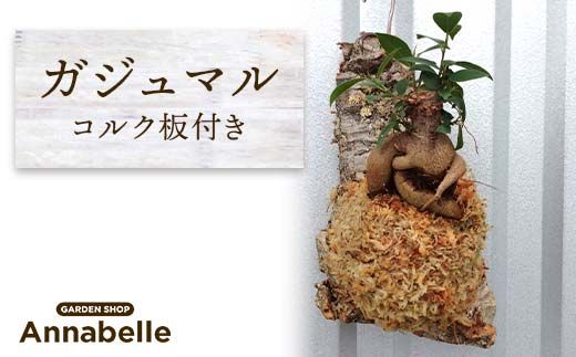 FKK19-821_ガジュマル コルク板付（熊本県嘉島町） | ふるさと納税