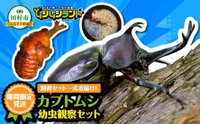 【 2026年発送分 5月31日（日）23:59:00 決済完了分まで！】 カブトムシ 幼虫 観察セット 自由研究 昆虫 成虫 生体 虫 飼育 夏休み 自然 環境 子供 孫 プレゼント 贈答 福島県 田村市 田村 ムシムシランド N002-003