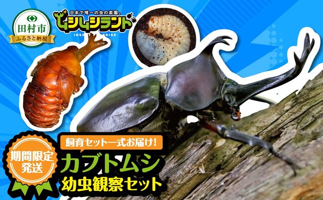【 2026年発送分 5月31日（日）23:59:00 決済完了分まで！】 カブトムシ 幼虫 観察セット 自由研究 昆虫 成虫 生体 虫 飼育 夏休み 自然 環境 子供 孫 プレゼント 贈答 福島県 田村市 田村 ムシムシランド N002-003