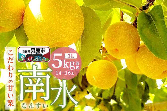 【先行受付】10月中旬～下旬発送 南水 梨 こだわりの甘い梨 5kg前後 3L 14～16玉 産地直送 旬の果物 ギフト 秋田県 男鹿市 [日本梨 梨 なし ナシ 南水 なんすい ナンスイ]|23_nhn-050501