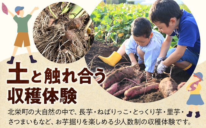 1284.【要予約 大人1名様用】北栄町 お芋収穫体験　長芋・ねばりっこ・とっくり芋・里芋・さつまいも　掘ったお芋5kg付き 313726_BW021