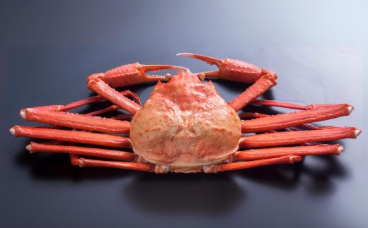 釜茹で香住ガニ 2～3杯（1.6～1.8kg分）カニホタル（170g×3パック）冷蔵【令和8年3月以降発送予定】 国産 香住 香住がに 紅ずわいがに 紅ズワイガニ カニ かに 蟹 ボイル ほたるいか ホタルイカ いか イカ 35000円 ふるさと納税 返礼品 おすすめ 兵庫県 香美町 KMG 今西食品 49-06