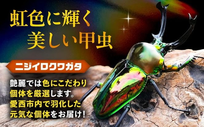 【配送不可地域：北海道・沖縄・離島】ニジイロクワガタ成虫ペア（オスサイズ45mm〜60mm）飼育セット付き 愛西市 / 艶麗[AEDD002]