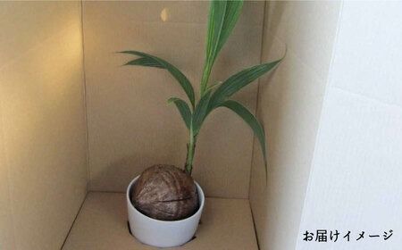 ココヤシ 観葉植物 《糸島》【はざま園芸】[AND004] 観葉植物 室内 室内用 自宅 ココヤシ インテリア 植物