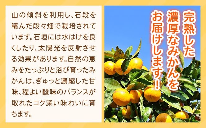 【先行予約】みかん 紀州有田産 濃厚完熟 小玉みかん 約5kg S～3Sサイズ 魚鶴商店《2026年11月下旬-12月下旬頃出荷》 和歌山県 日高町 みかん 小玉みかん 完熟 濃厚 柑橘 小玉 小さい---wsh_uot161_11g12g_25_17000_5kg---