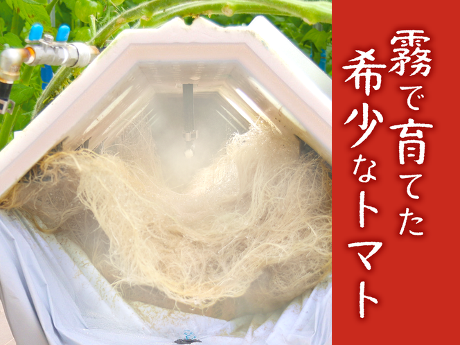 【霧で育てた濃厚な味】霧のトマトSummer 200ｇ×12パック（16-18）