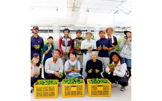 【先行予約】高知県産 植田ファームのこだわりピーマン 2kg〈2026年10月1日～2027年6月下旬〉 ピーマン 甘い 新鮮野菜 サラダ 野菜 おかず 詰め合わせ 絶品 お取り寄せ 美味しい 料理 おうちごはん 新鮮 大容量 高知県 土佐市【株式会社植田ファーム】[BQAT002]