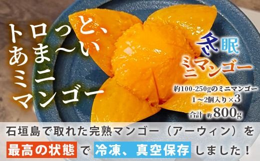 《2026年7月以降発送》最高糖度20度！？ 完熟！石垣島産冬眠ミニマンゴー 【 沖縄 石垣 数量限定 フルーツ ミニ マンゴー 冷凍 完熟 真空 】TF-18-1_R8