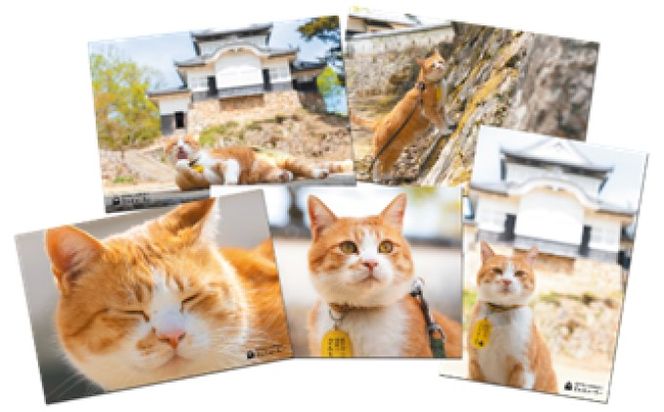 猫城主 さんじゅーろーグッズセット ドリップコーヒー 雑貨 猫グッズ オリジナルシール ポストカード キーホルダー 猫のパッケージ ブレンド モカ 