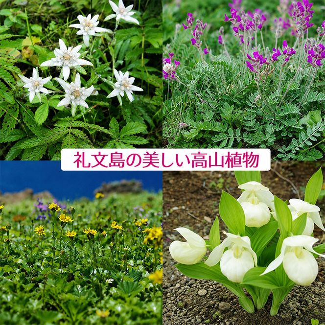 【礼文島リボンプロジェクト】北海道 礼文島 香深産 上品な旨み 利尻昆布しょうゆ 500ml×5本(ピンバッジ付)［香深漁業協同組合］【 醤油 しょうゆ 昆布しょうゆ だし醤油 天然 利尻昆布 自然保護 寄付 和食 】