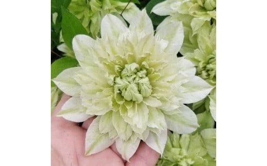 【先行予約】【長谷川園芸】オリジナル クレマチス「花園」５寸 【母の日 ギフト プレゼント 贈答 花のある生活】(AT212)