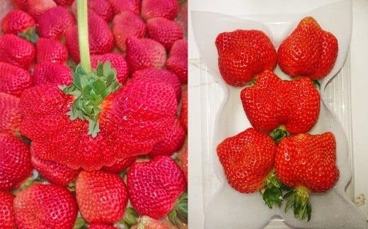 大粒あまおう 2パック 合計500～540g 【2026年2月上旬～4月上旬発送予定】 あまおう 苺 いちご 果物 果実 フルーツ 大粒 国産 九州 福岡県 香春町 冷蔵